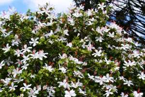 carrick hill 2014 (97)